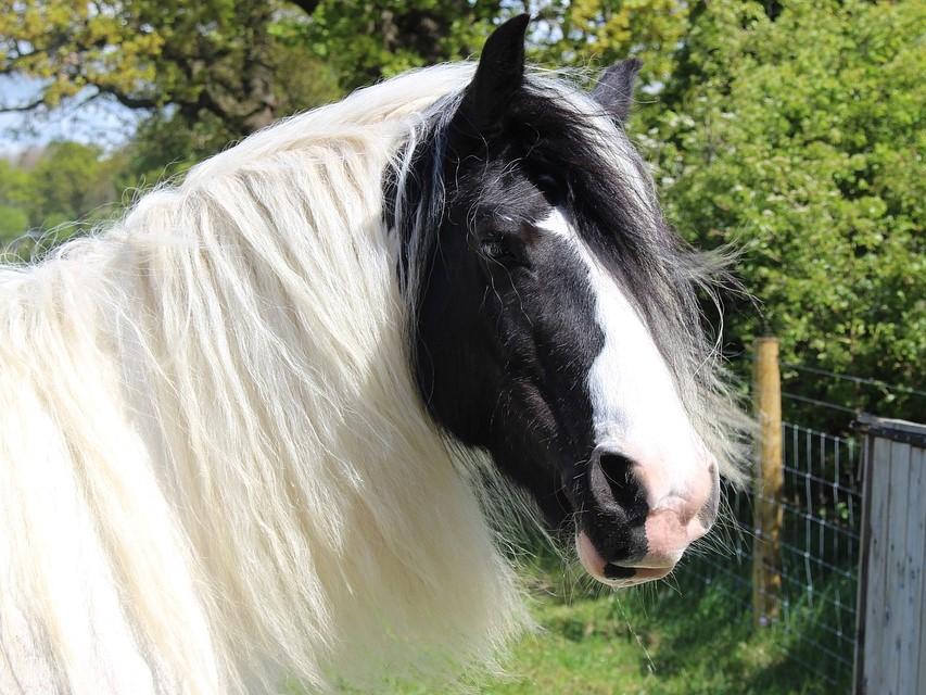 Enalees-maladies-respiratoires-chevaux