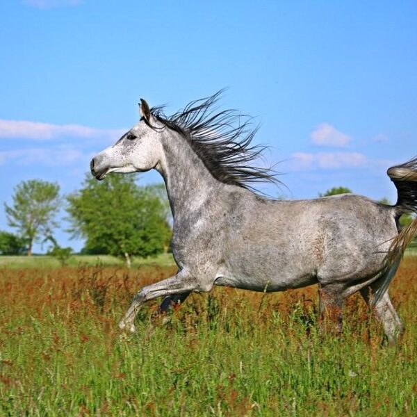 Enalees-maladies-piro-like-chevaux