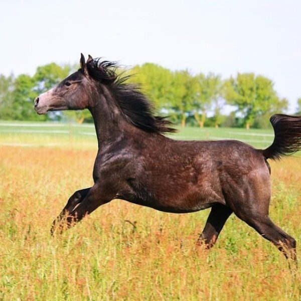Enalees-maladies-piro-like-chevaux